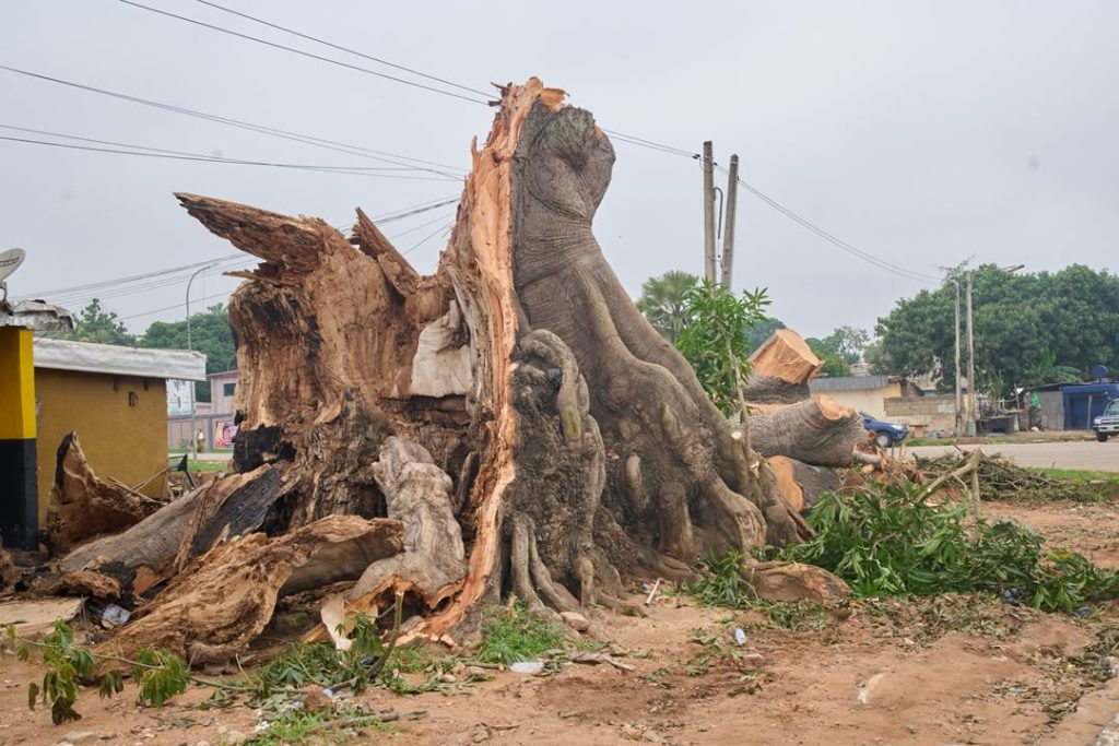 À Bouaké, l'effondrement tragique d'un fromager centenaire dans le quartier Nimbo, dans la nuit du 10 au 11 juillet 2026, a fait trois morts et trois blessés. Le maire Amadou Koné a témoigné son soutien aux familles endeuillées et annoncé un projet de réaménagement pour contrer l'urbanisation anarchique.